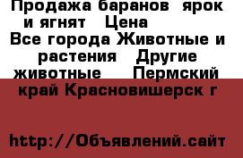 Продажа баранов, ярок и ягнят › Цена ­ 3 500 - Все города Животные и растения » Другие животные   . Пермский край,Красновишерск г.